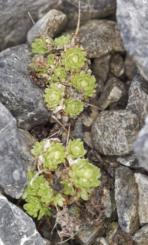 Saxifraga aphylla (Saxifraga aphylla)