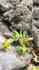 Saxifraga aphylla (Saxifraga aphylla)