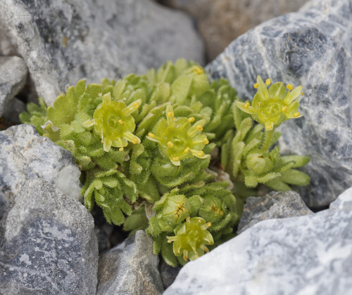 Saxifraga aphylla (Saxifraga aphylla)
