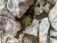 Saxifraga aphylla (Saxifraga aphylla)