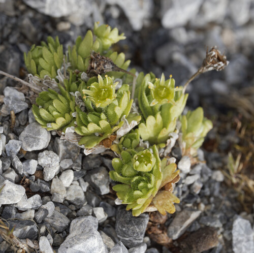 Saxifraga aphylla (Saxifraga aphylla)