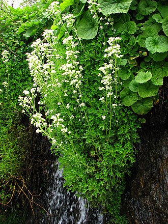 Saxifraga aquatica: Saxifraga aquatica