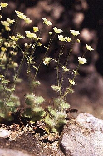 Saxifraga arachnoidea: Saxifraga arachnoidea Sternb.