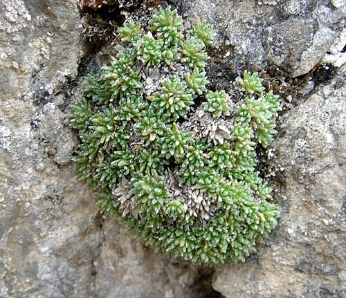 Saxifraga aretioides: Saxifraga aretioides