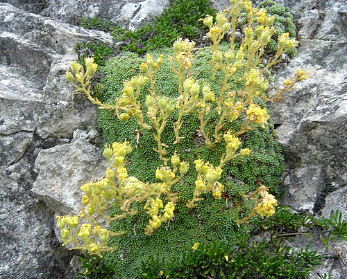 Saxifraga aretioides: Saxifraga aretioides