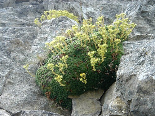 Saxifraga aretioides: Saxifraga aretioides