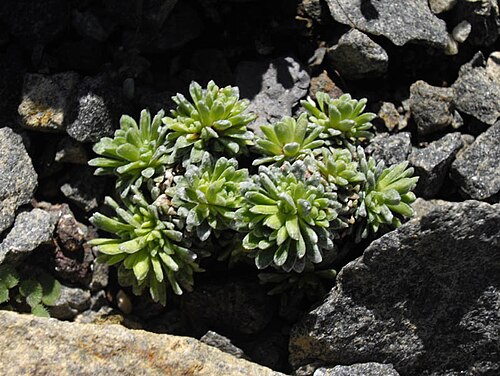 Saxifraga aretioides: Saxifraga aretioides