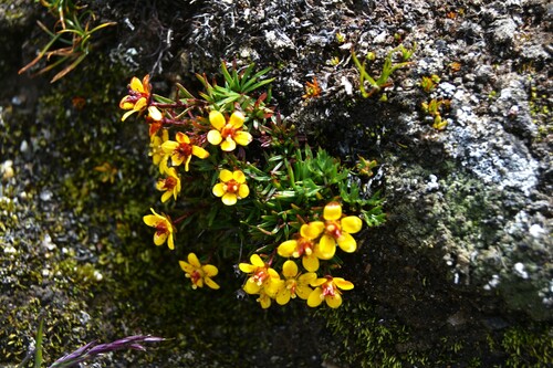 Saxifraga aristulata (Saxifraga aristulata)