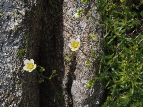 Saxifraga aspera (Saxifraga aspera)