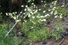 Saxifraga aspera (Saxifraga aspera)