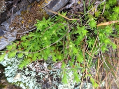Saxifraga aspera (Saxifraga aspera)