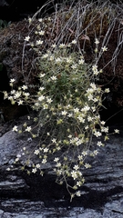 Saxifraga aspera (Saxifraga aspera)