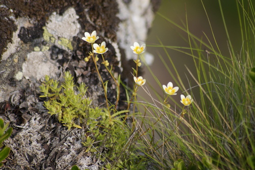 Saxifraga aspera (Saxifraga aspera)