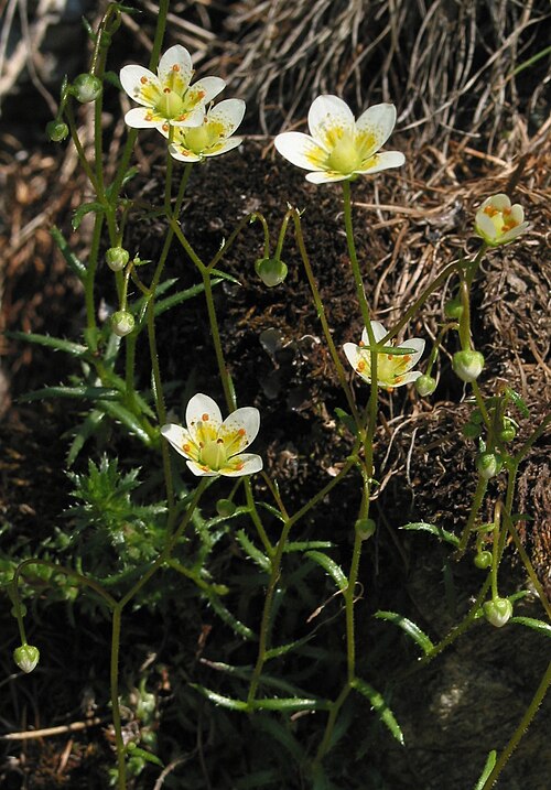 Saxifraga aspera: Rough saxifrage ( Saxifraga aspera ), Val Lavinuoz, Lower Engadine, Switzerland