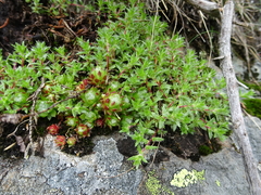 Saxifraga aspera (Saxifraga aspera)
