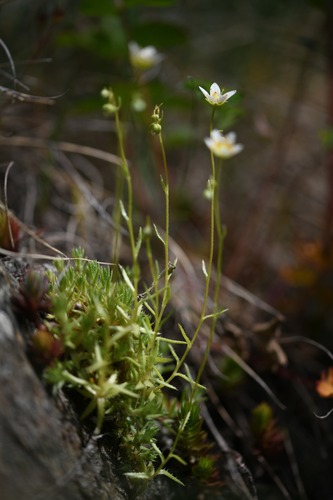 Saxifraga aspera (Saxifraga aspera)