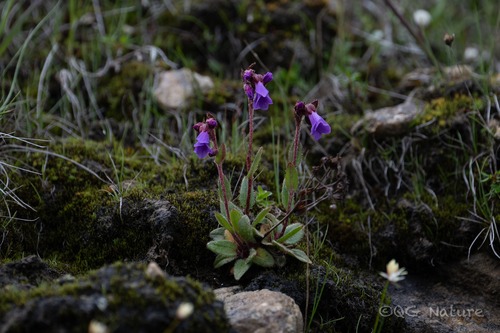 Saxifraga bergenioides (Saxifraga bergenioides)