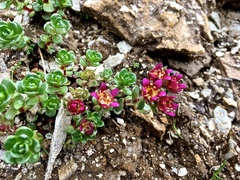 Saxifraga biflora (Saxifraga biflora)