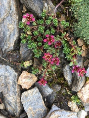 Saxifraga biflora (Saxifraga biflora)