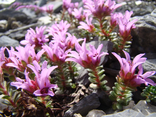 Saxifraga biflora (Saxifraga biflora)