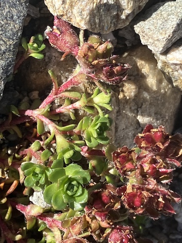 Saxifraga biflora (Saxifraga biflora)