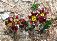 Saxifraga biflora (Saxifraga biflora)