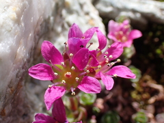 Saxifraga biflora (Saxifraga biflora)