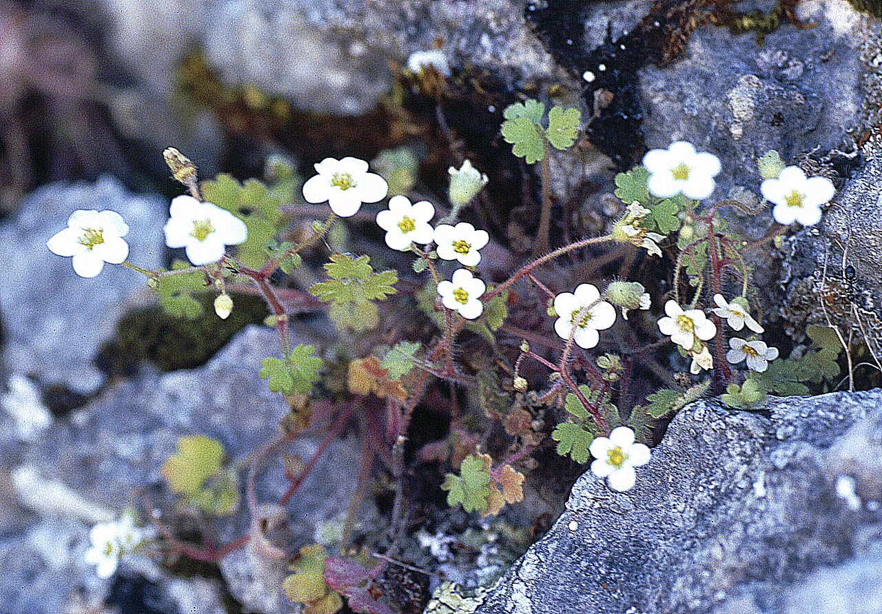 Saxifraga biternata: Saxifraga biternata, Andalusien