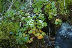Saxifraga bracteata (Saxifraga bracteata)