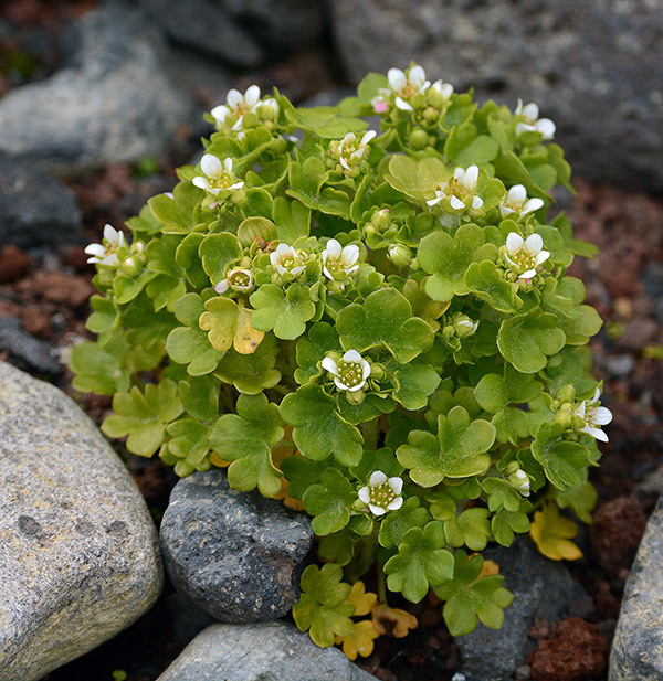 Saxifraga bracteata (Saxifraga bracteata)