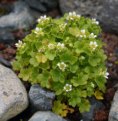 Saxifraga bracteata (Saxifraga bracteata)