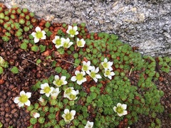 Saxifraga brevicaulis (Saxifraga brevicaulis)