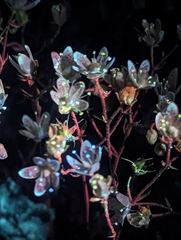 Yellowdot saxifrage (Saxifraga bronchialis)