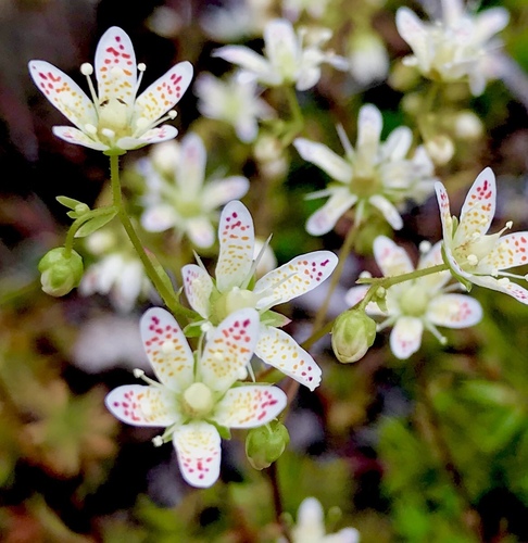 Yellowdot saxifrage (Saxifraga bronchialis)
