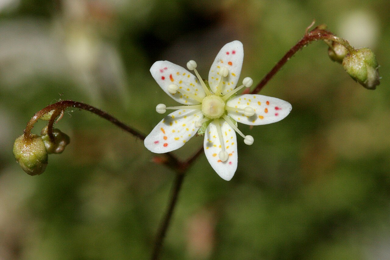 Yellowdot saxifrage: Saxifraga bronchialis , east of Glenwood Springs on the Hanging Lake Trail, 39.5959 -107.1865, Garfield County, Colorado, 16 Jun 2008.