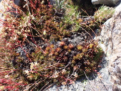 Yellowdot saxifrage (Saxifraga bronchialis)