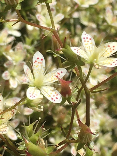 Yellowdot saxifrage (Saxifraga bronchialis)