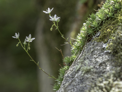 Yellowdot saxifrage (Saxifraga bronchialis)