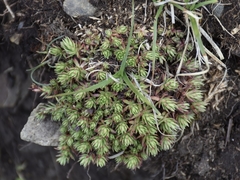 Yellowdot saxifrage (Saxifraga bronchialis)