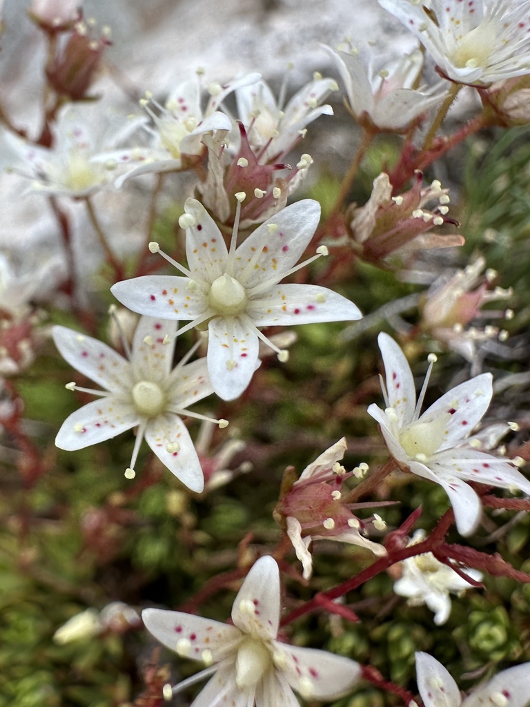 Yellowdot saxifrage (Saxifraga bronchialis)