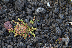 Yellowdot saxifrage (Saxifraga bronchialis)