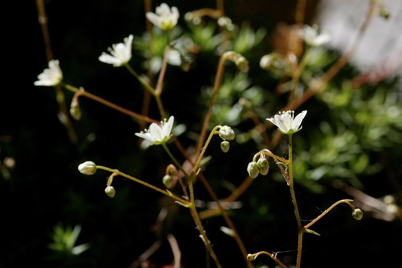 Yellowdot saxifrage: Saxifraga bronchialis , east of Glenwood Springs on the Hanging Lake Trail, 39.5959 -107.1865, Garfield County, Colorado, 16 Jun 2008.