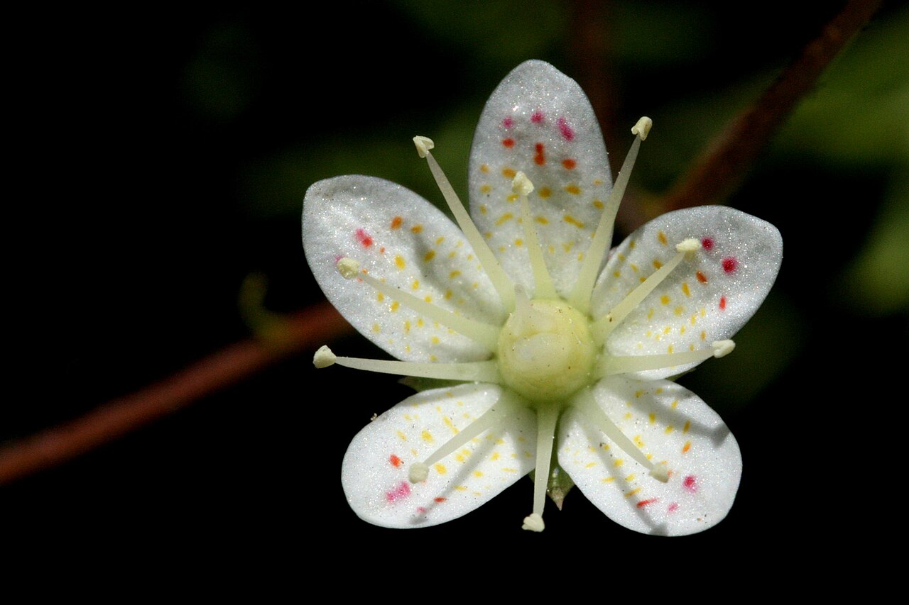 Yellowdot saxifrage: Saxifraga bronchialis , east of Glenwood Springs on the Hanging Lake Trail, 39.5959 -107.1865, Garfield County, Colorado, 16 Jun 2008.