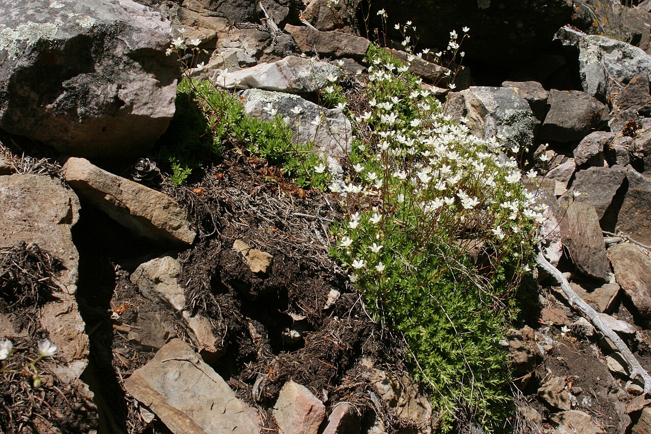Yellowdot saxifrage: Saxifraga bronchialis , east of Glenwood Springs on the Hanging Lake Trail, 39.5959 -107.1865, Garfield County, Colorado, 16 Jun 2008.