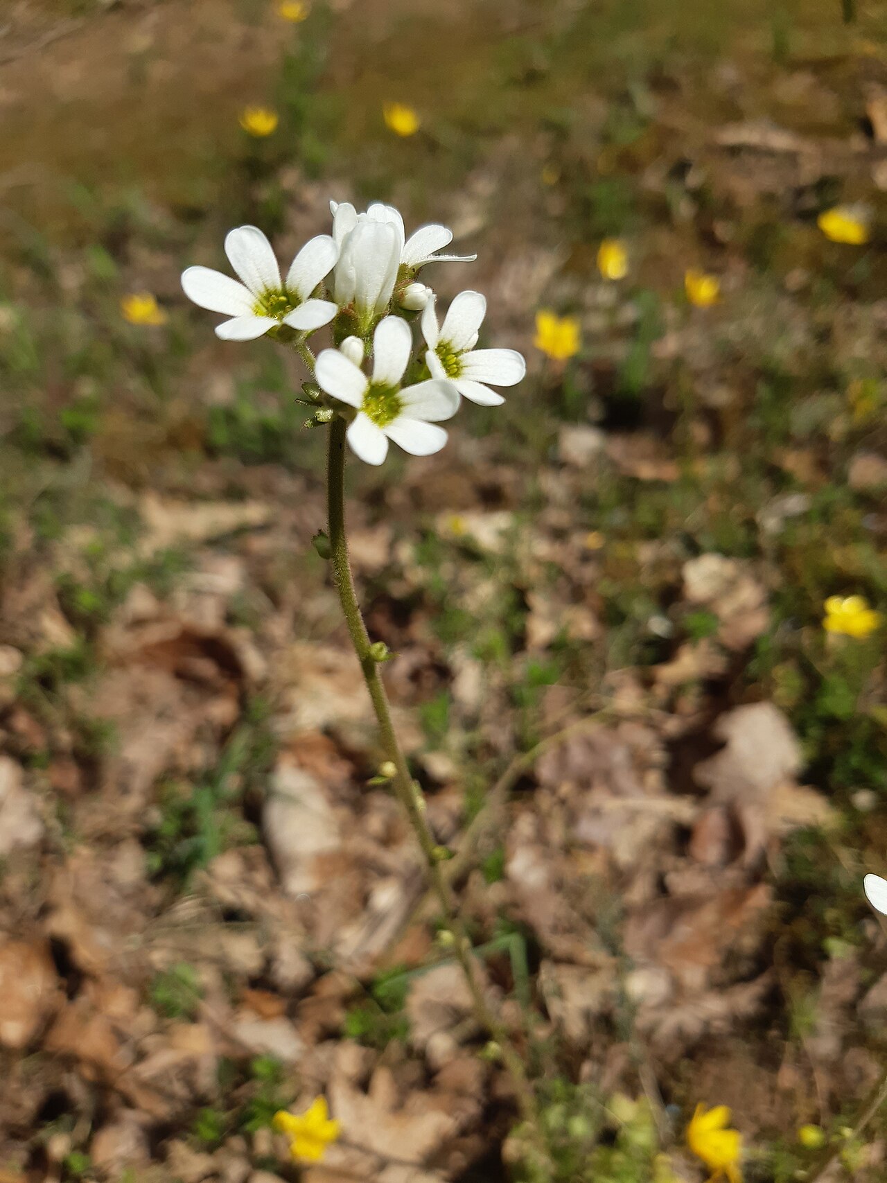 Saxifraga bulbifera: nodding saxifrage or bulblet saxifrage