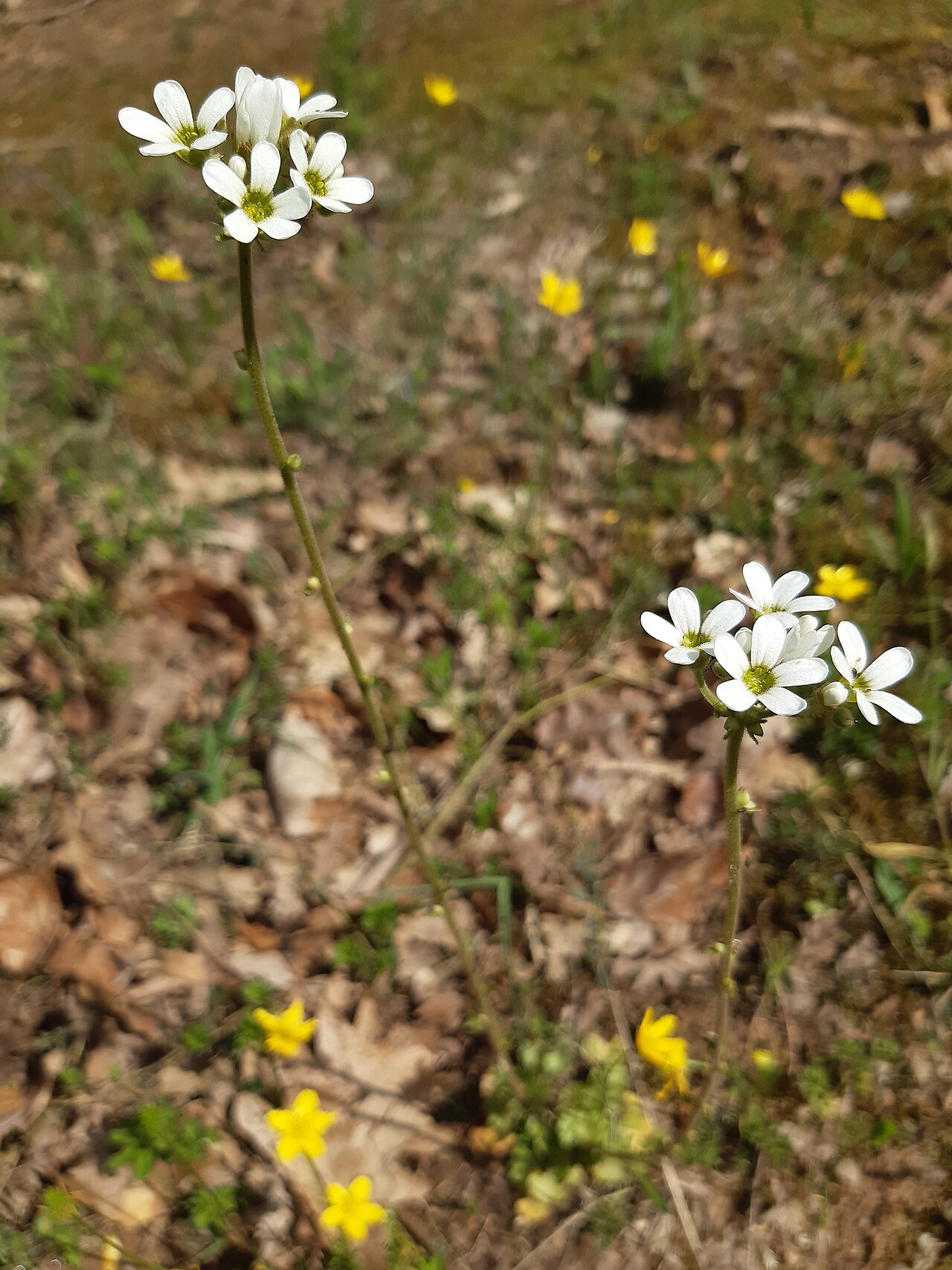 Saxifraga bulbifera: nodding saxifrage or bulblet saxifrage