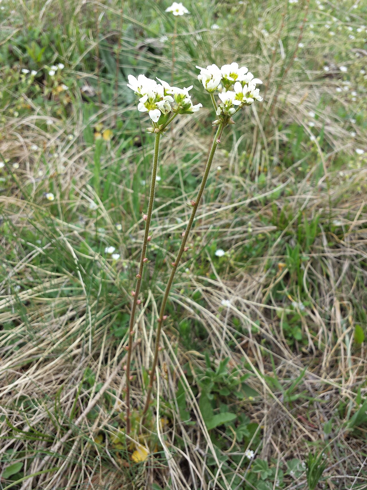 Saxifraga bulbifera: This media shows the nature reserve in the Burgenland with the ID 1060.