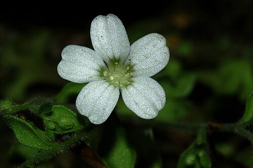 Saxifraga bulbifera: Brstični kamnokreč v Čolnišču.