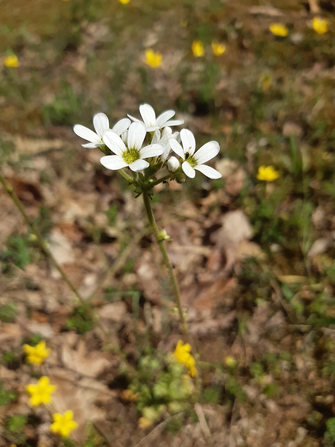 Saxifraga bulbifera: nodding saxifrage or bulblet saxifrage