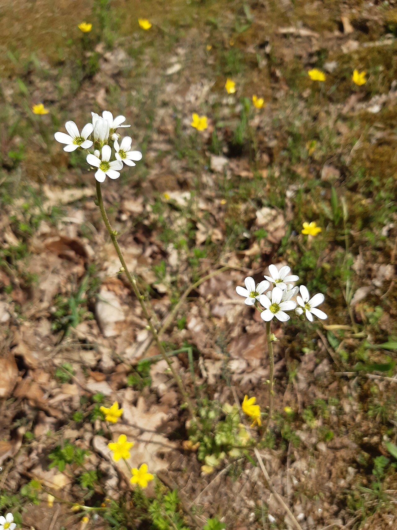Saxifraga bulbifera: nodding saxifrage or bulblet saxifrage